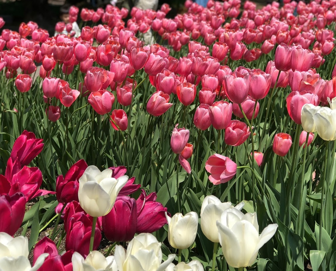 Tonami Tulip Fair 砺波チューリップ公園 デザインワーク時々フォト旅